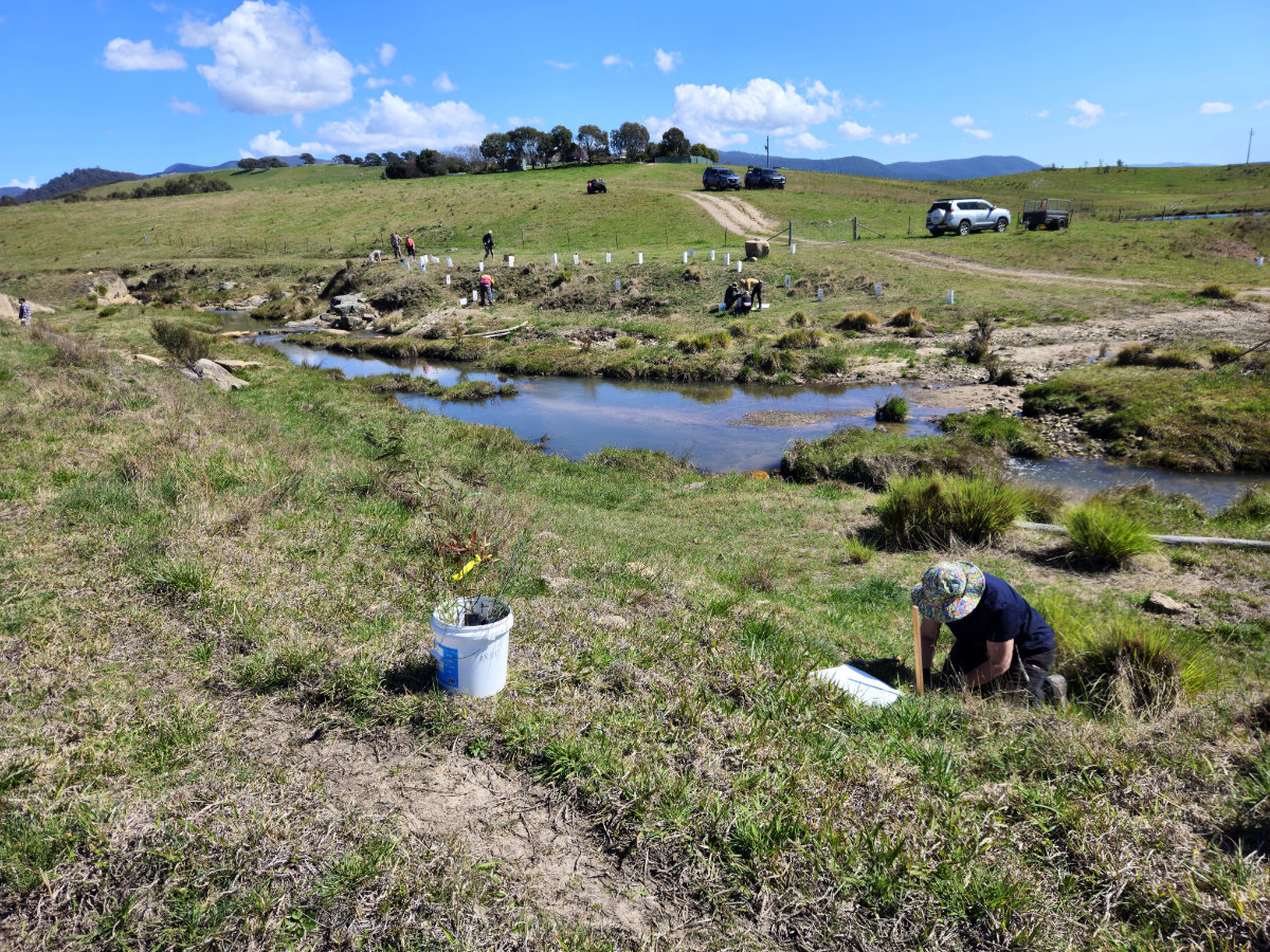 A volunteer planting on a creek bank
