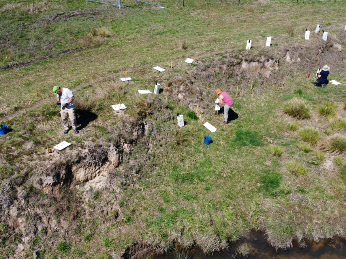 Volunteers planting tubestock along Gibraltar Creek