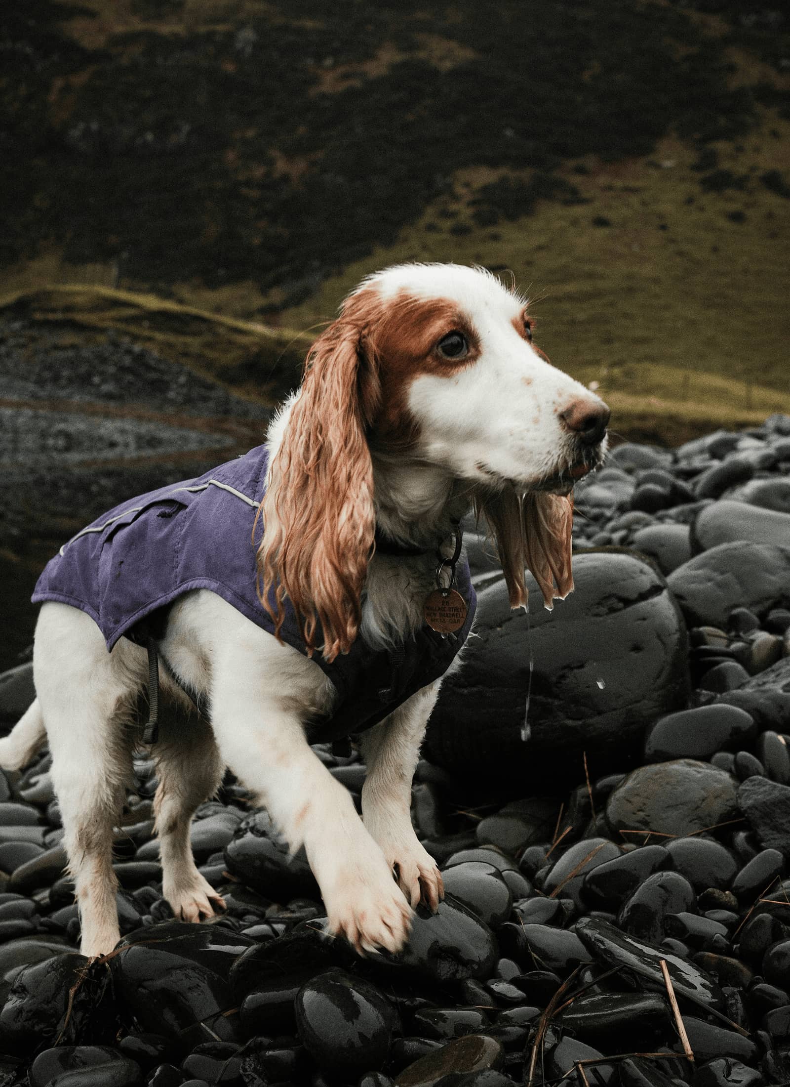 Dog enjoying the riverside surroundings at Milne Graden