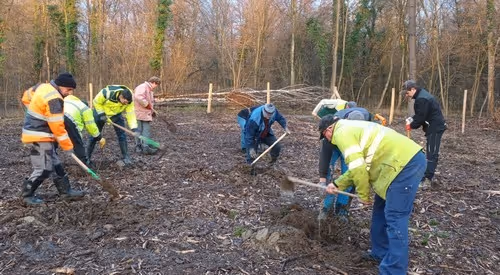 Plantation en forêt