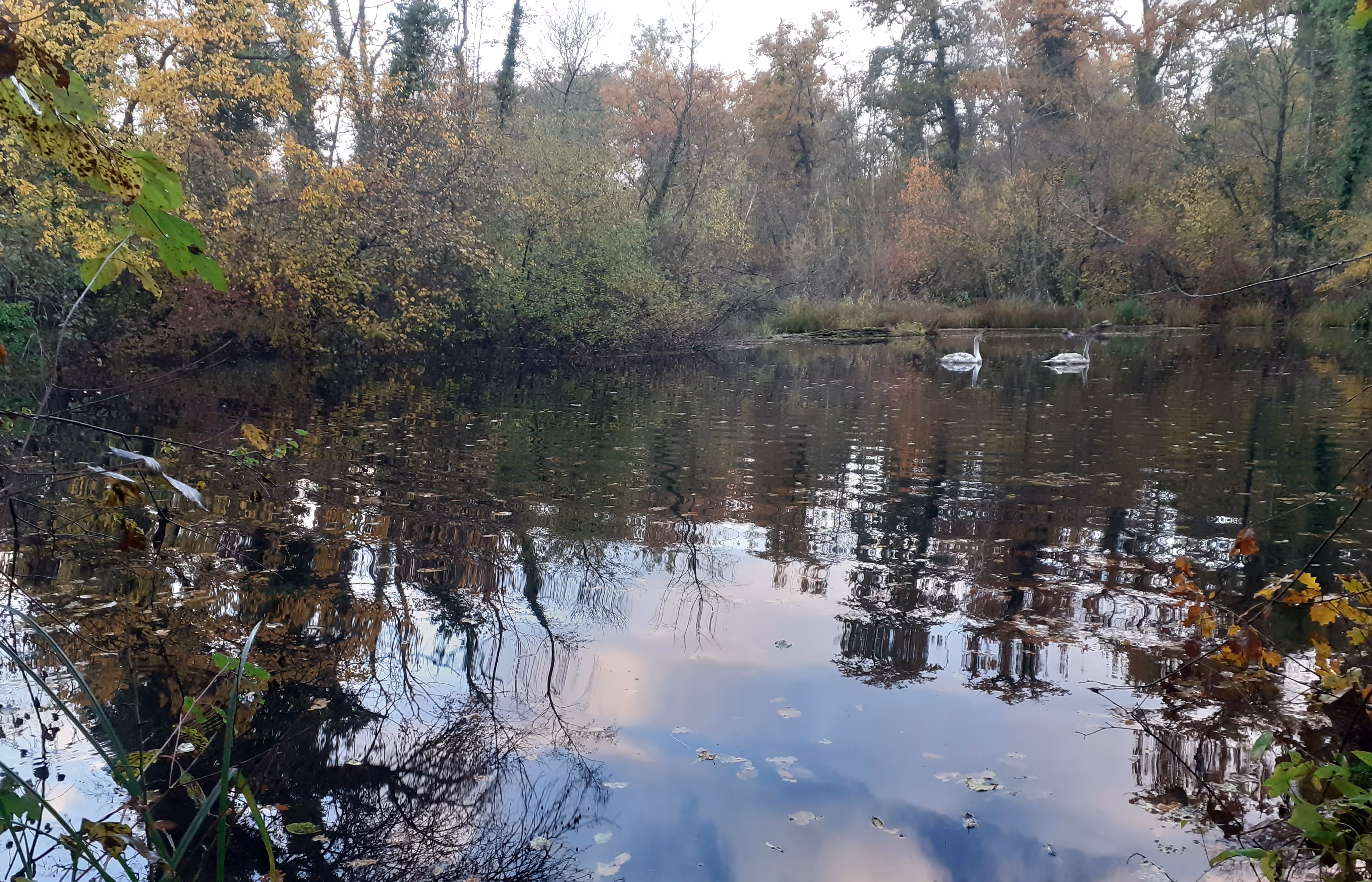 Etang forestier de la Steinmauer