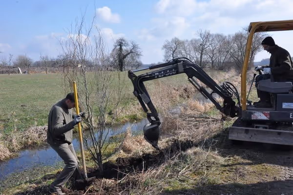 Végétalisation de la berge Sud de l'Altbach