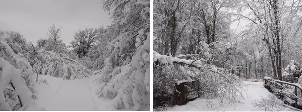 Janvier : Importantes chutes de neige avec des dégâts en forêt