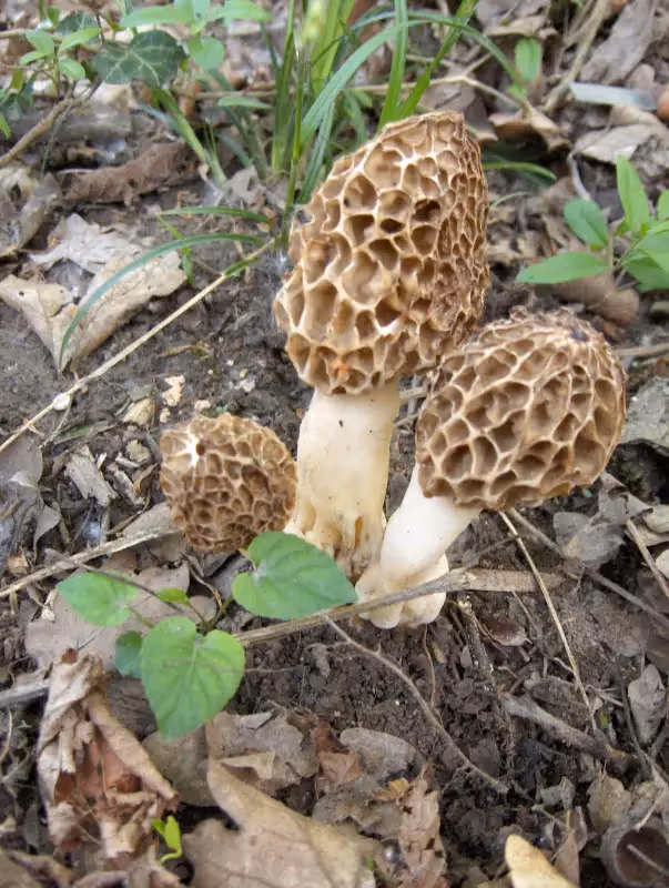 trois petits morilles sauvage dans la forêt de Mackenheim