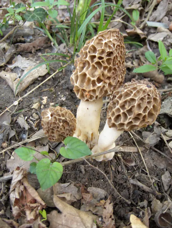 trois petits morilles sauvage dans la forêt de Mackenheim