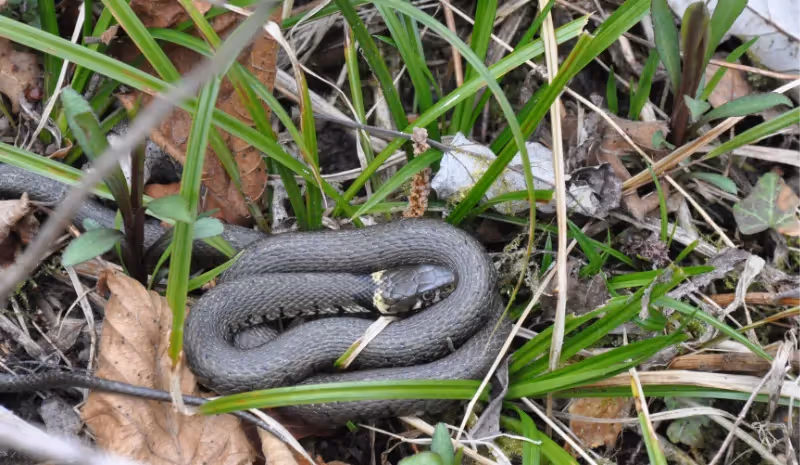 Couleuvre à colier de la forêt du Rhin