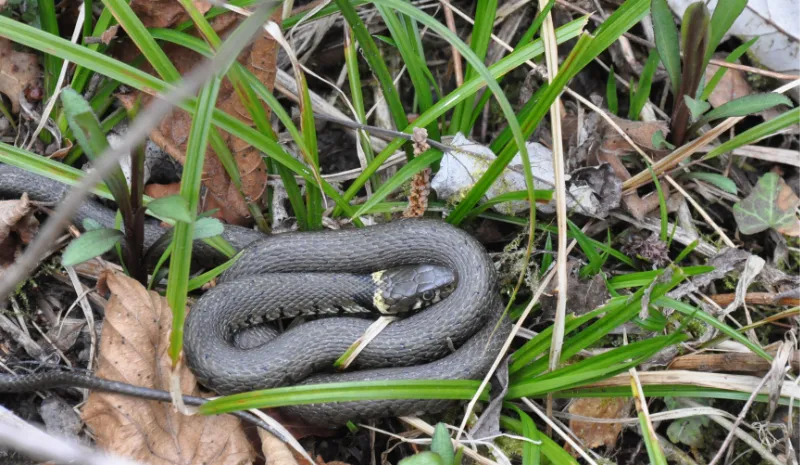 Couleuvre à colier de la forêt du Rhin