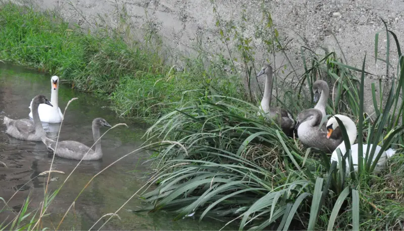 Cygnes sur l'Ischert