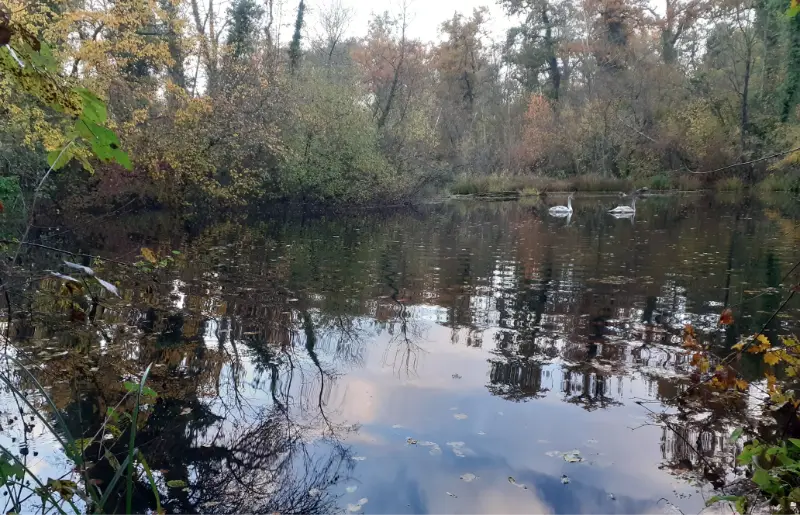 Etang forestier de la Steinmauer