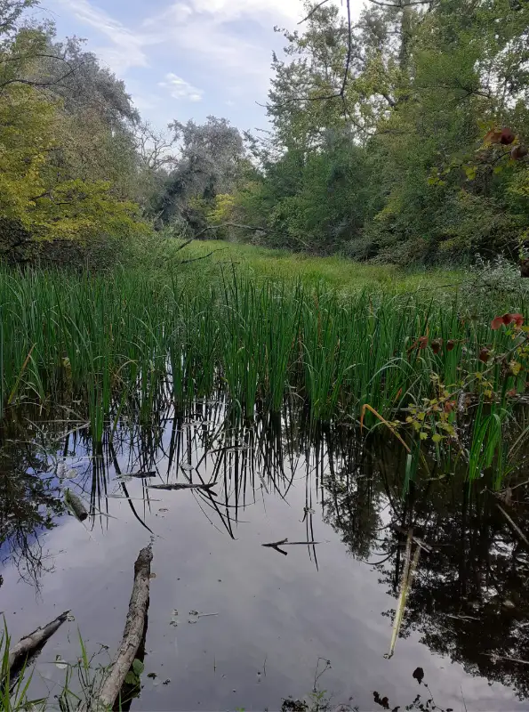 Le Bogenrhein en forêt du Rhin