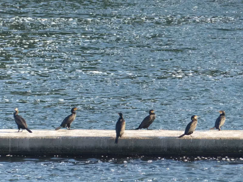 Cormorans sur le Rhin