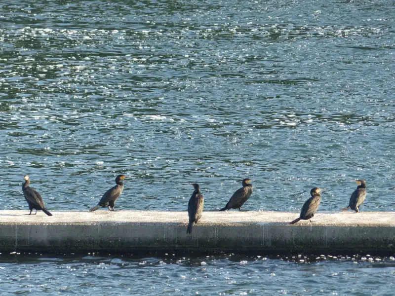 Cormorans sur le Rhin