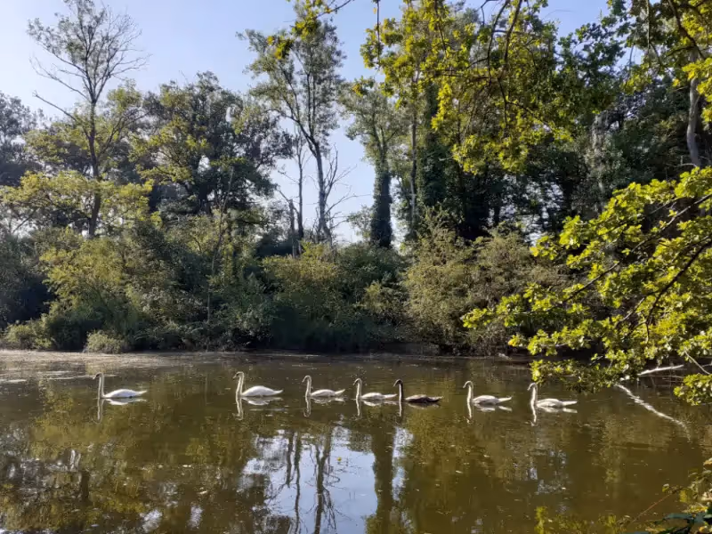Rivière phréatique de la Forêt du Rhin