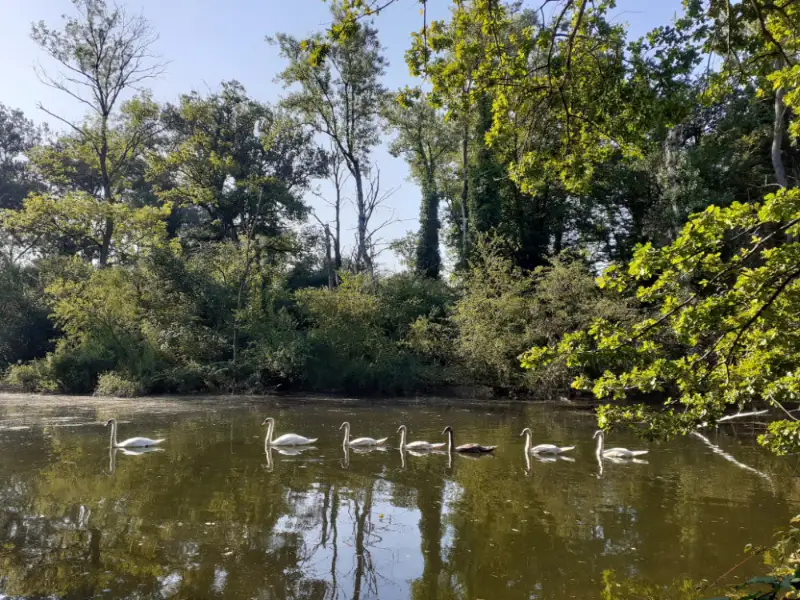 Rivière phréatique de la Forêt du Rhin