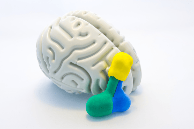 Pituiatry gland and hypothalamus