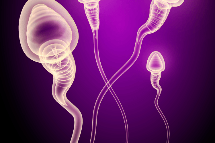 3D-rendered image of healthy, motile sperm swimming forward, representing male fertility and sperm production.