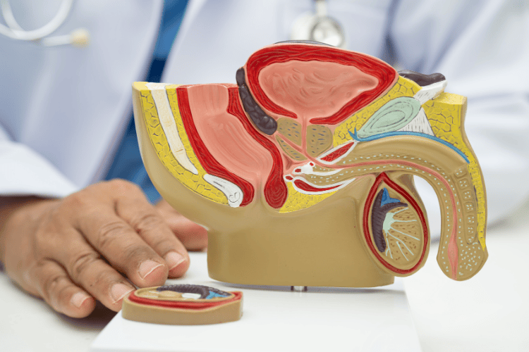 Intra-testicular testosterone is important for sperm production.