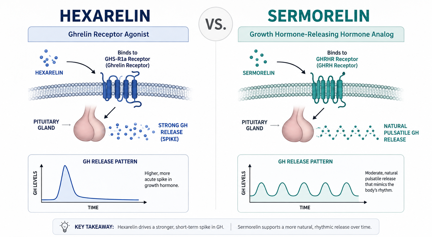 hexarelin vs sermorelin mechanism comparison diagram