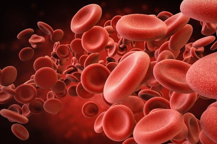 Illustration of red blood cells in the bloodstream.
