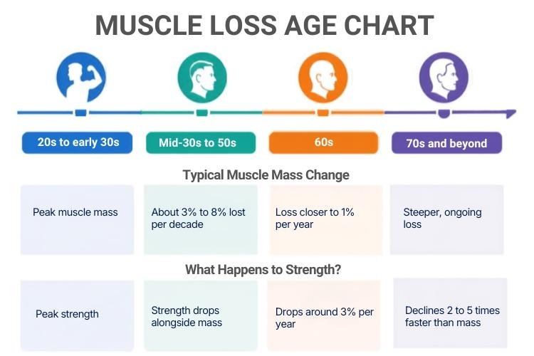 Chart showing  the natural process of how different ages lose muscle mass 
