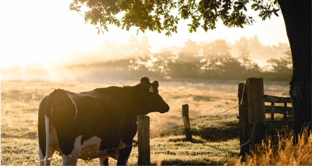 ferme thun saint martin