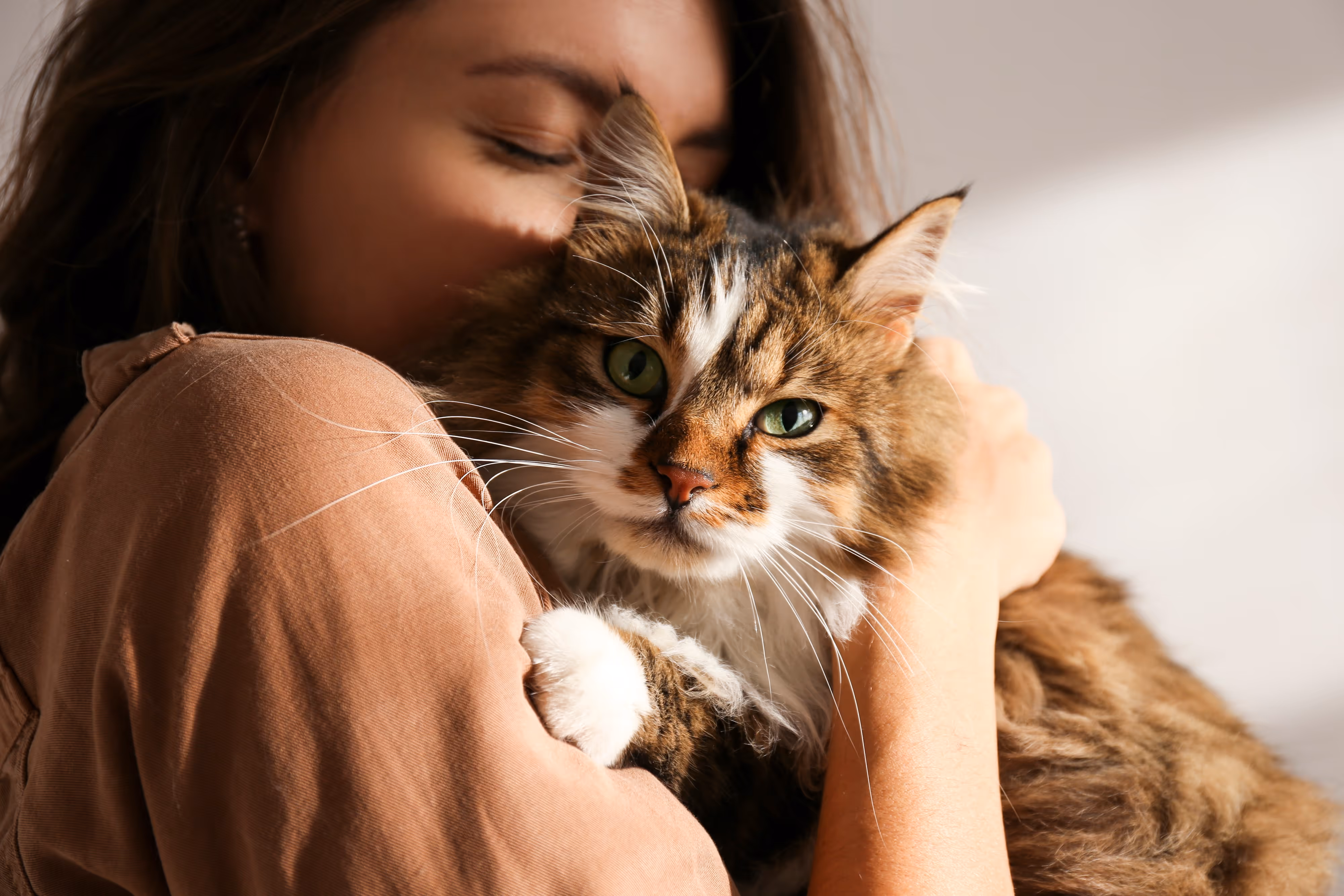 Cat Cuddles Stock Photo