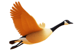 Illustration of goose in flight
