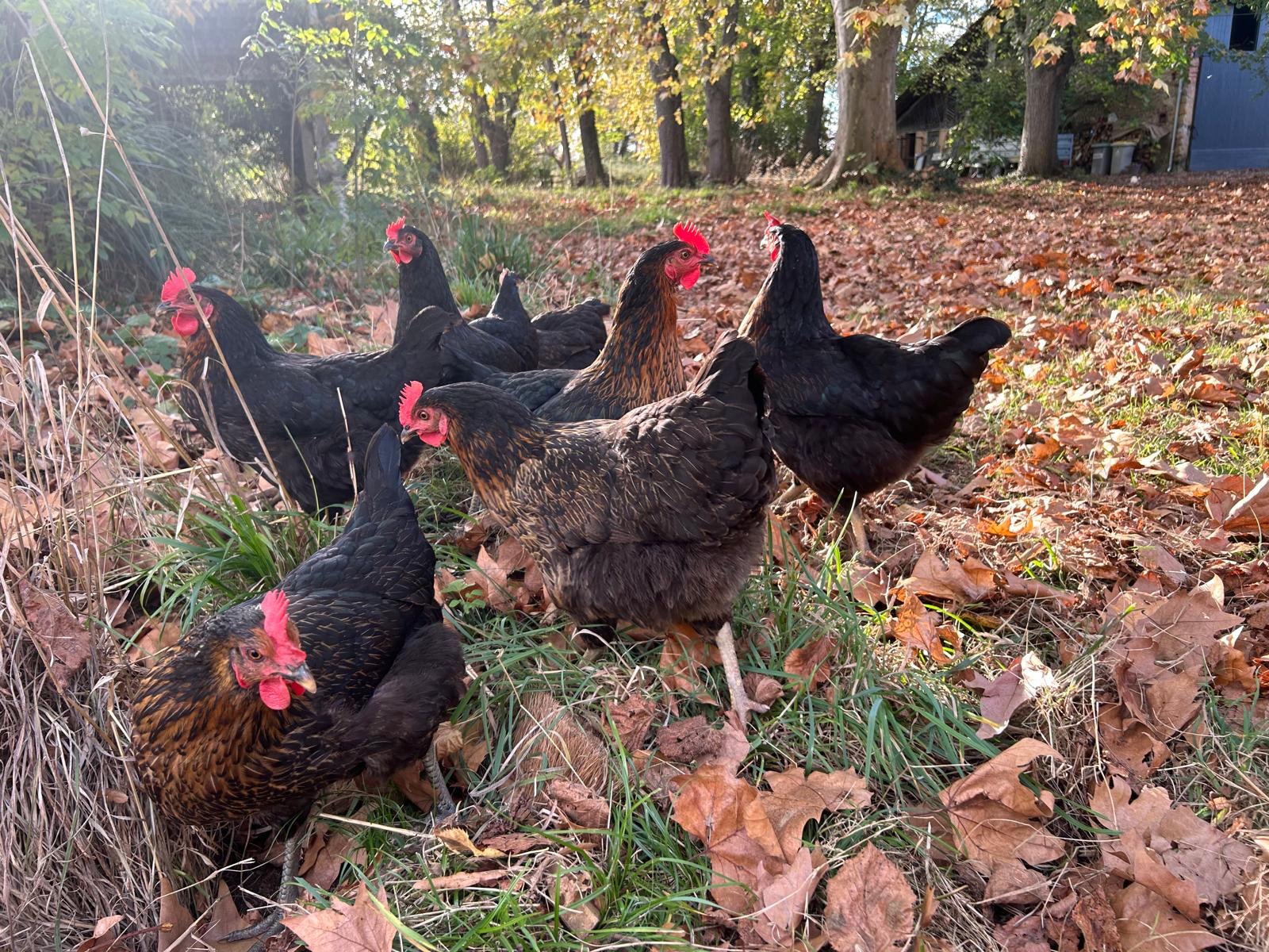 Menschen gehen auf einem gepflasterten Weg zu einem historischen Schloss mit Türmen und Bögen unter bewölktem Himmel.