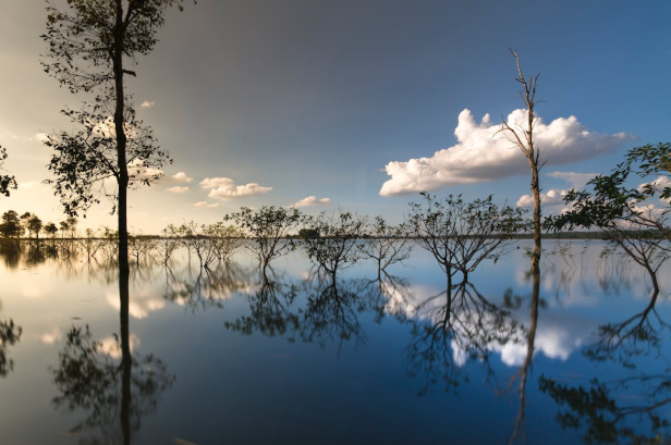 An image with trees and water