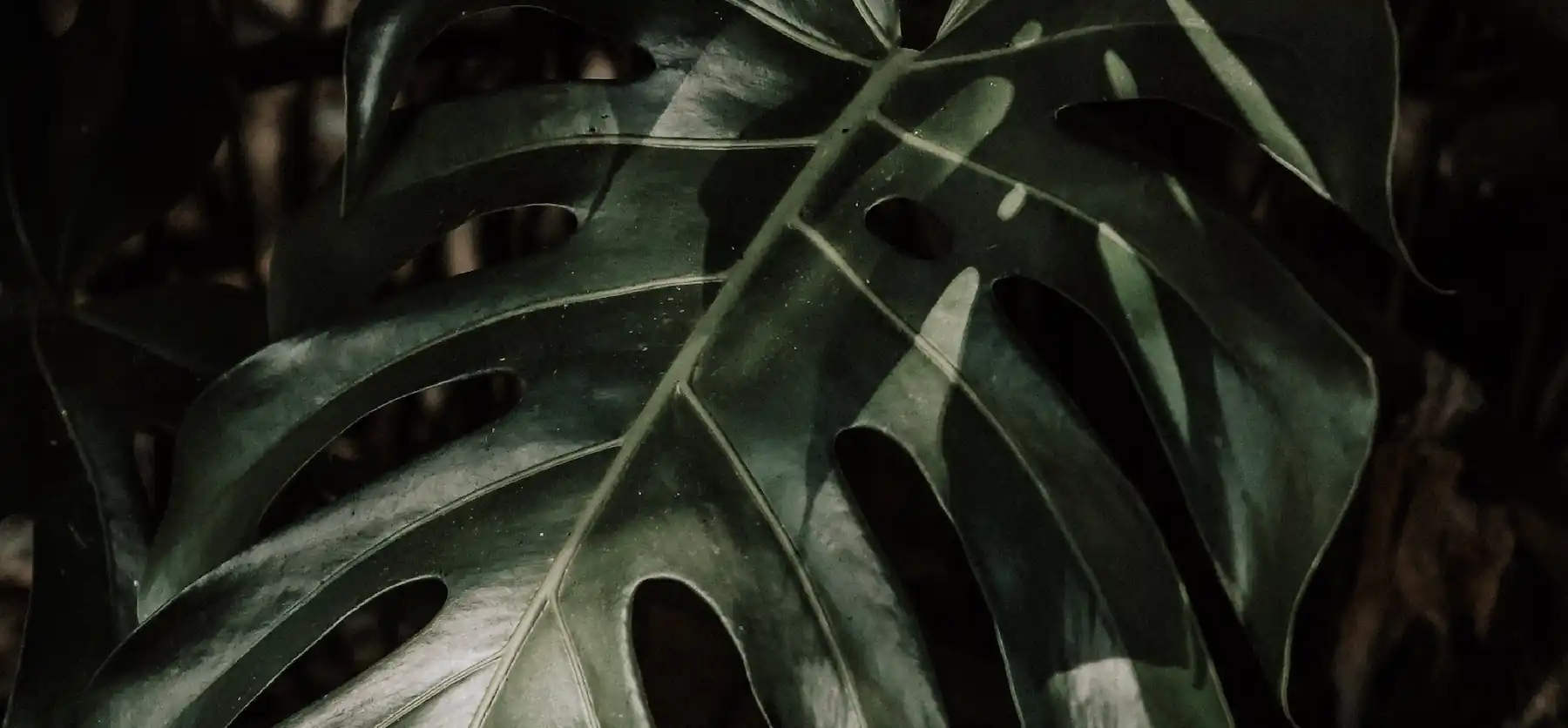 A close up of a large green leaf.