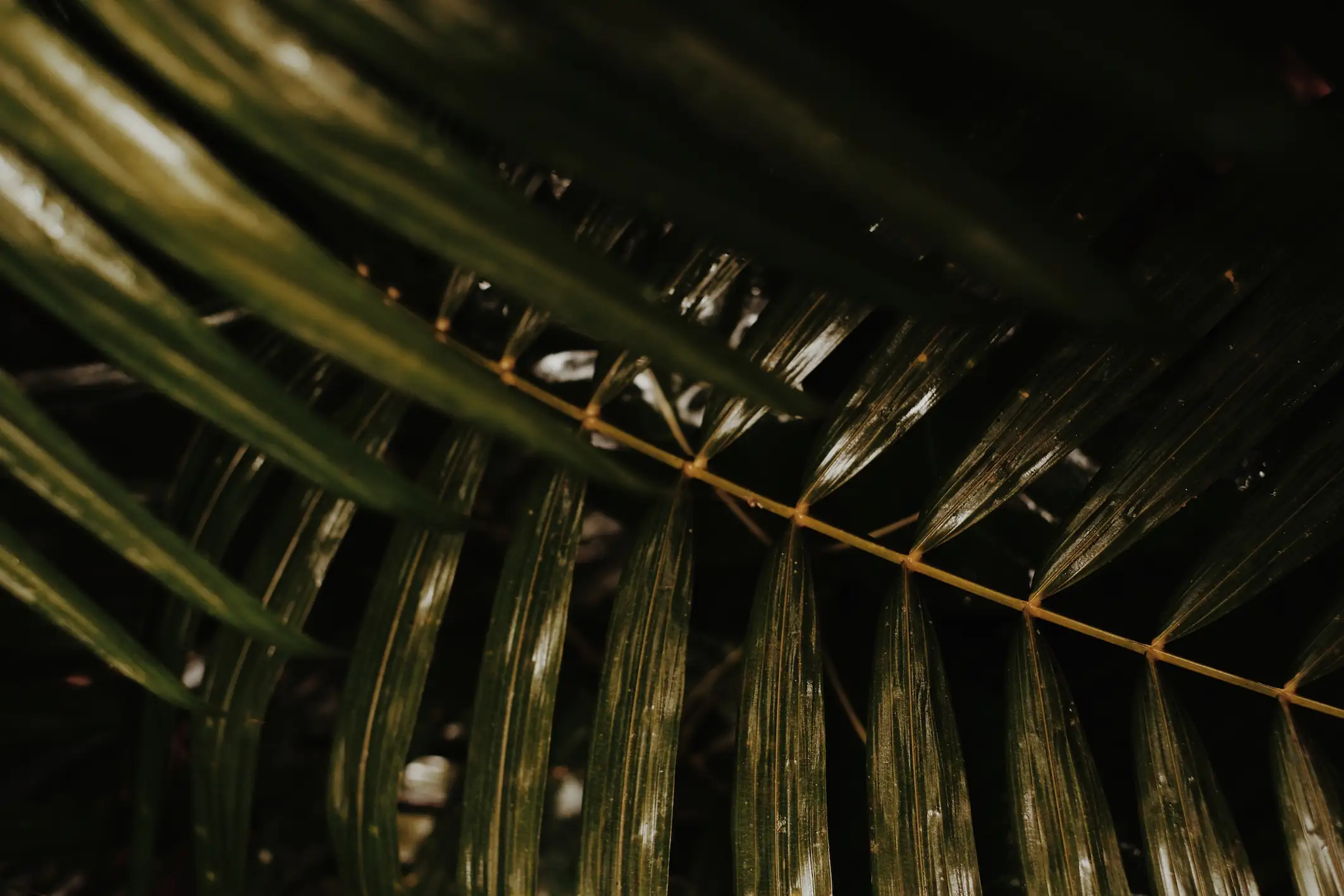 A close up of a palm leaf with a blurry background.