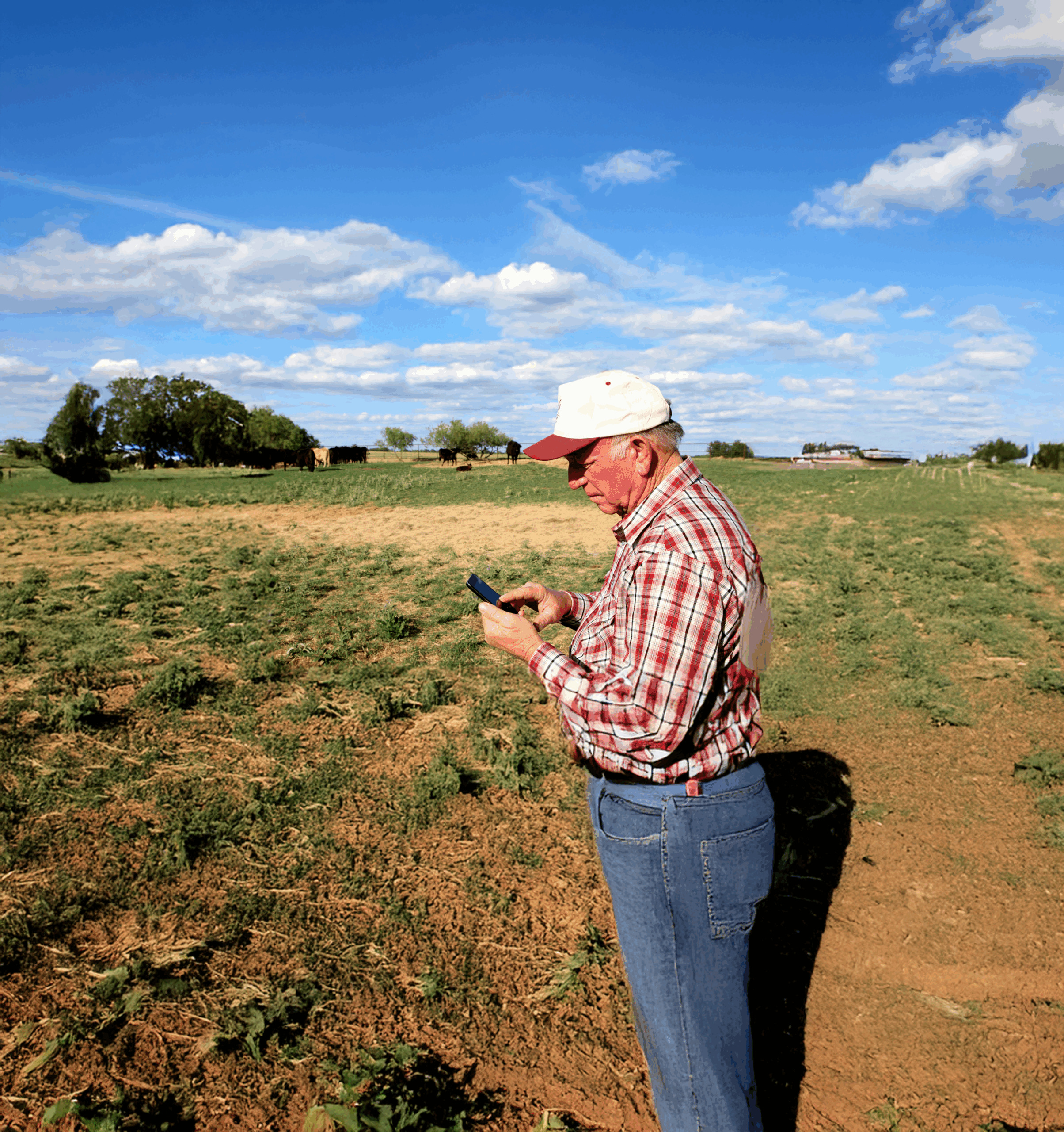 An elderly man in a plaid shirt and cap stands in a field, using a smartphone while looking at the
