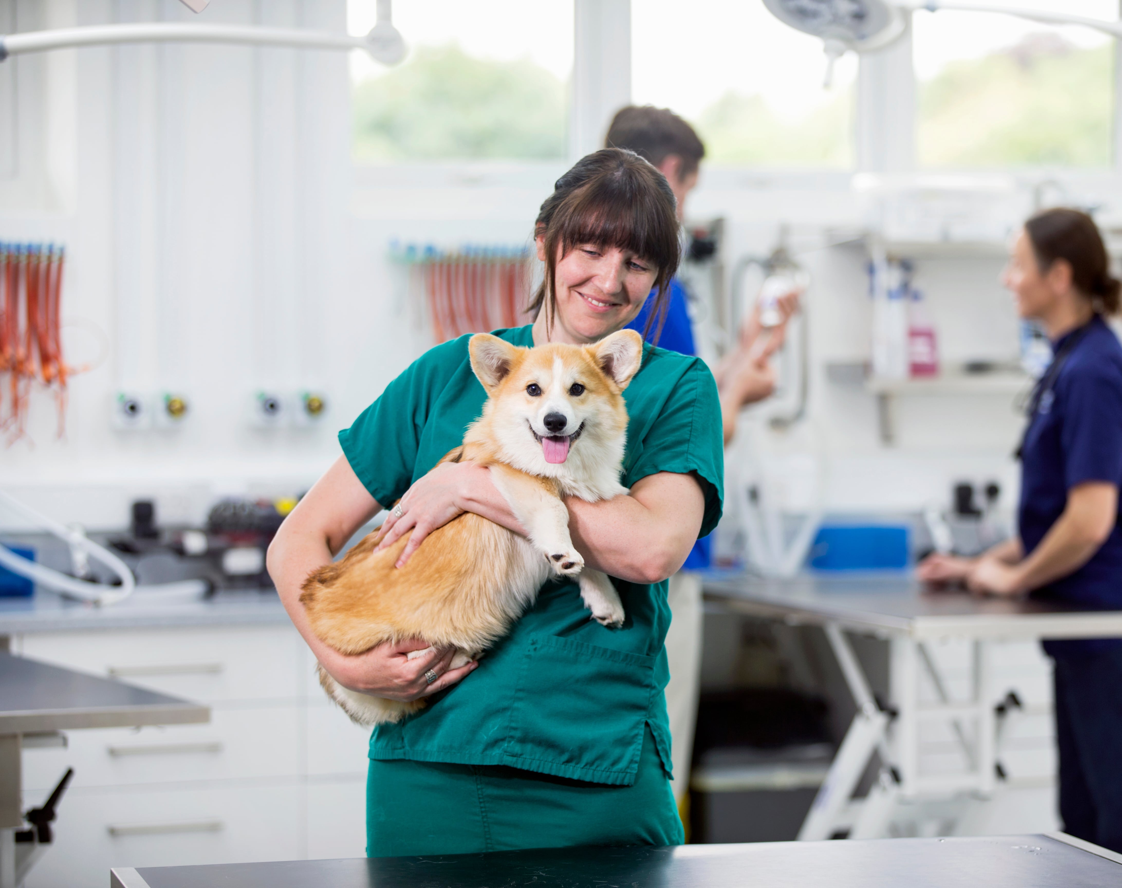A female vet smiles and holds a corgi