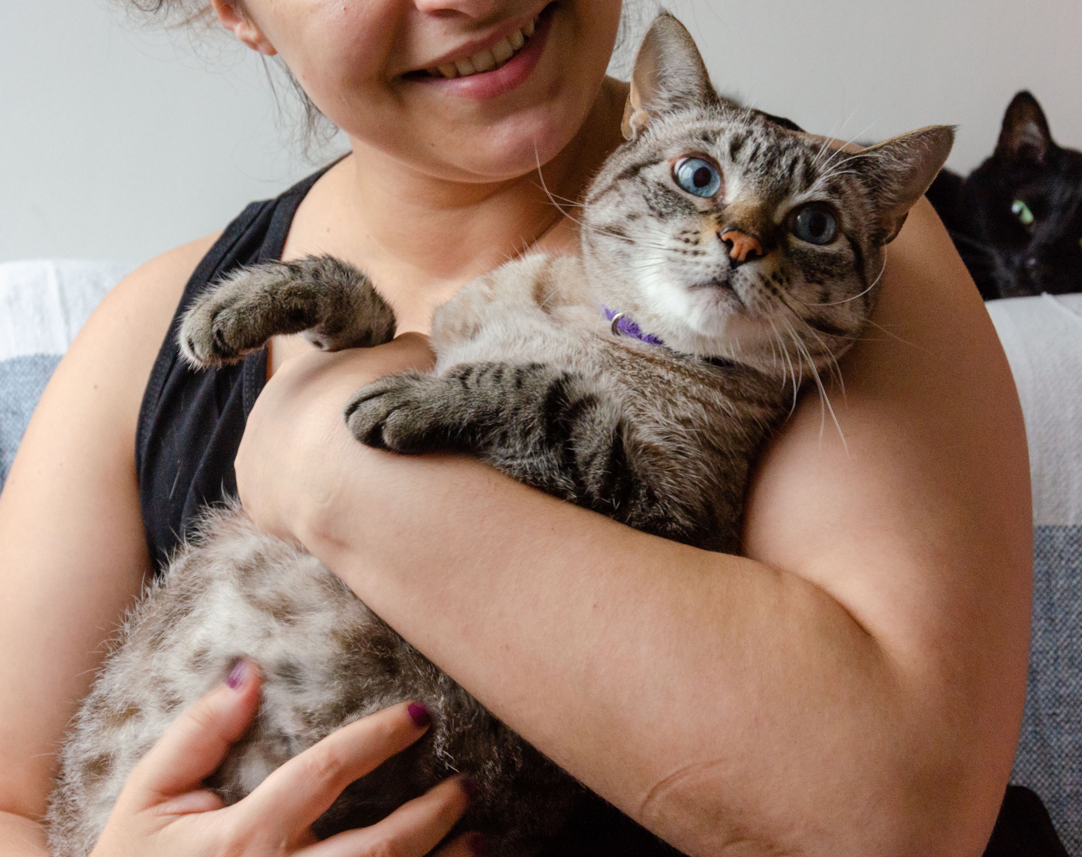 A woman holds a gray cat with blue eyes