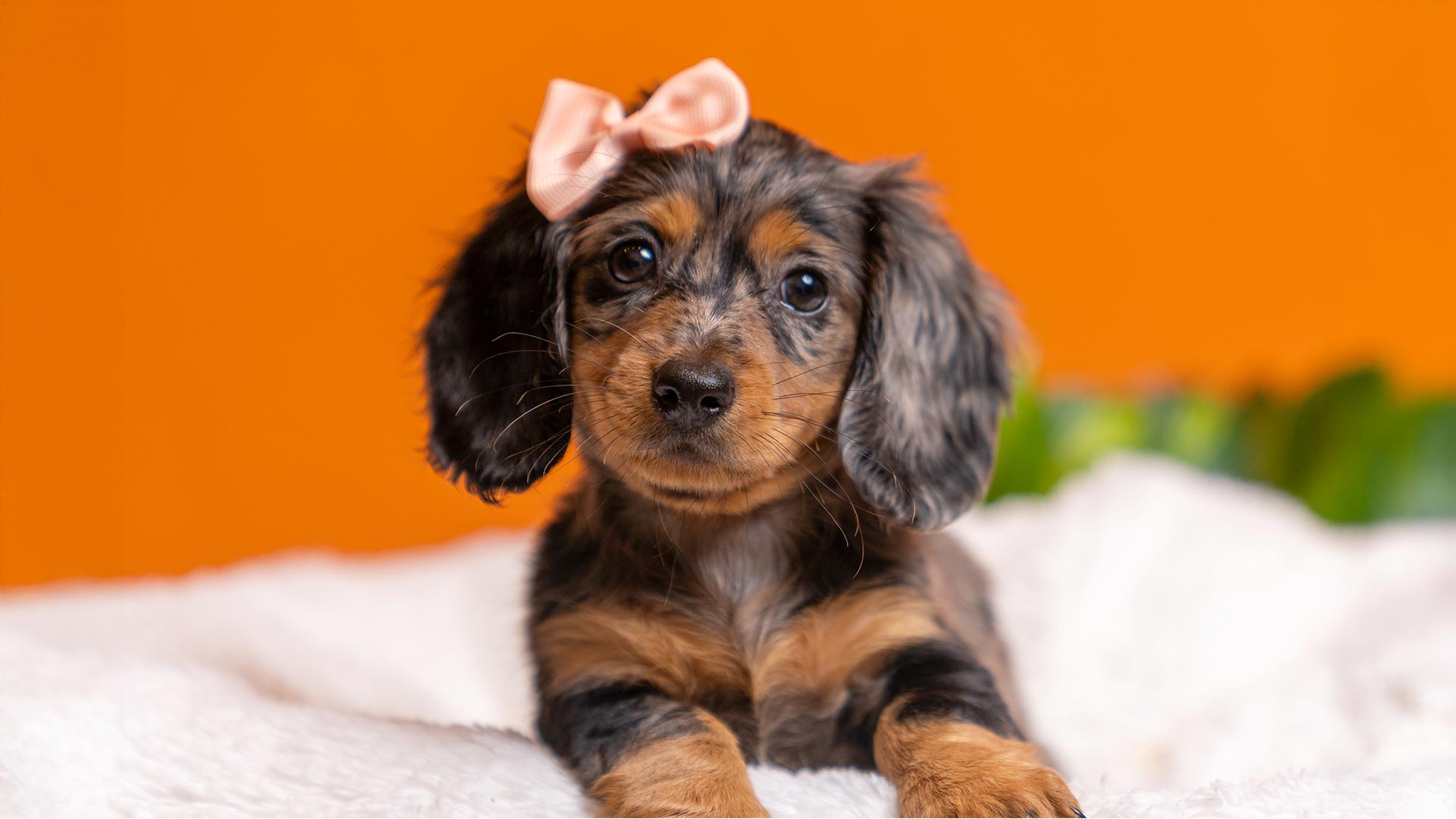 MediaScher - Retail & Lifestyle Industry