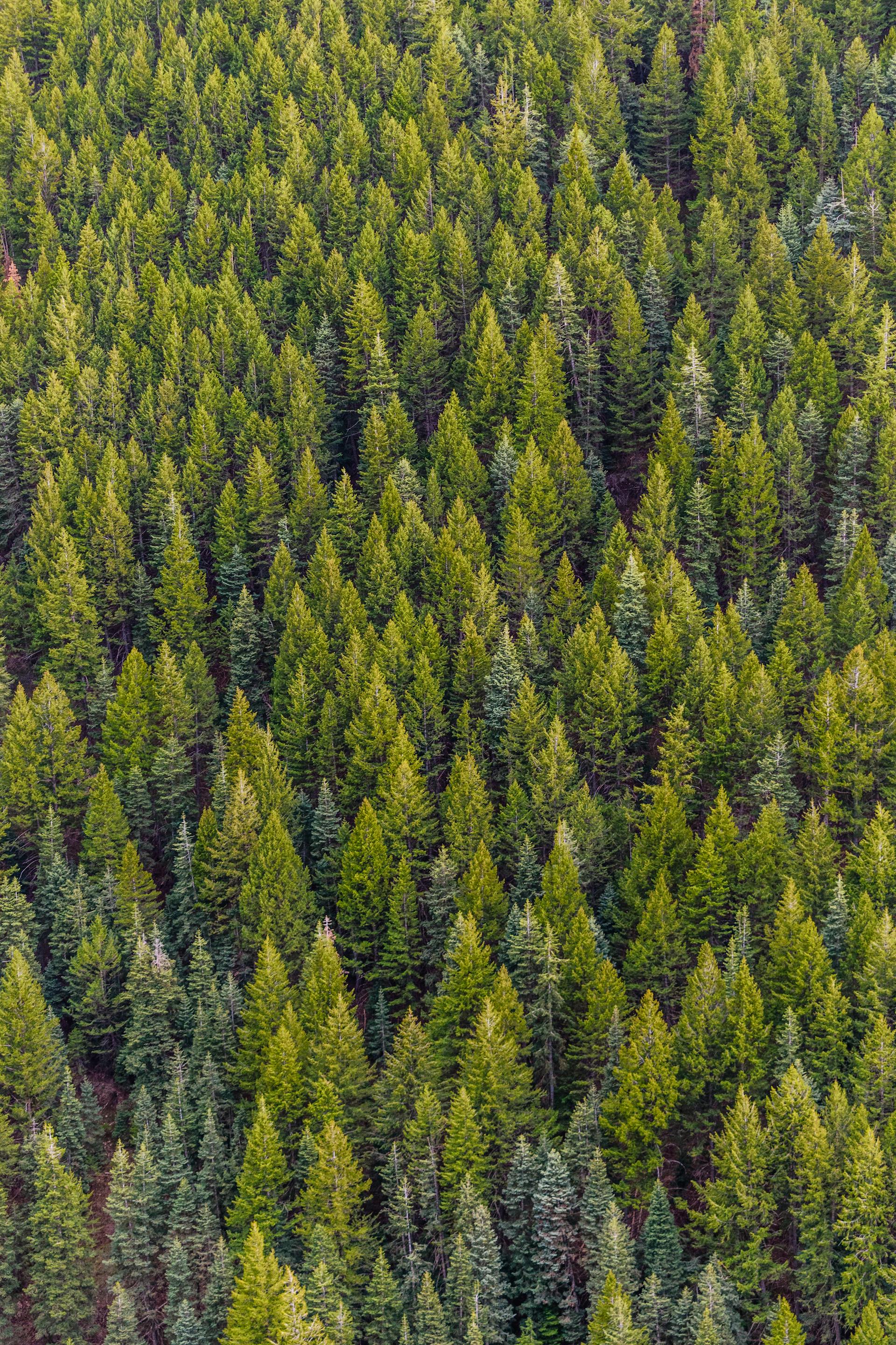 Dense forest of green conifer trees viewed from above.