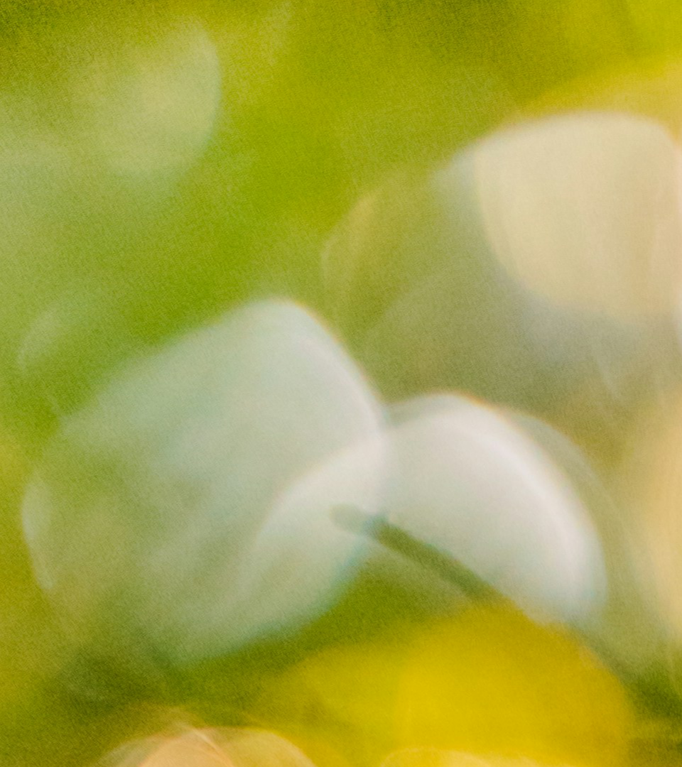 Abstract image with lime green and white highlights