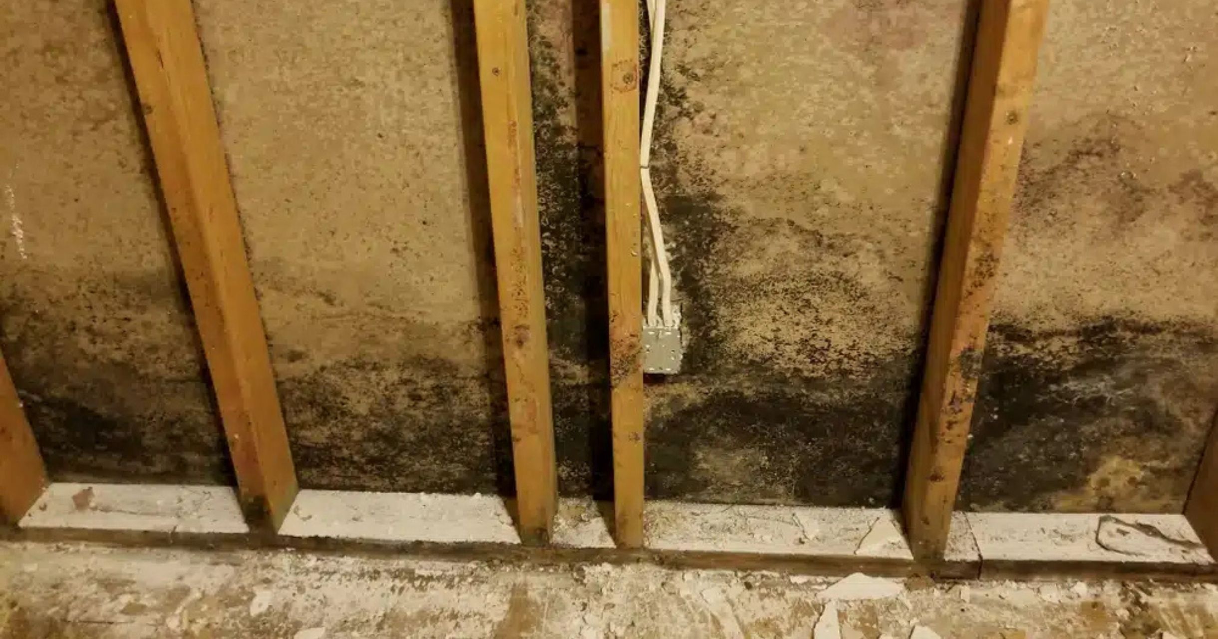 It’s Not Always Happy: The Hidden Dangers of Mold in Your Home