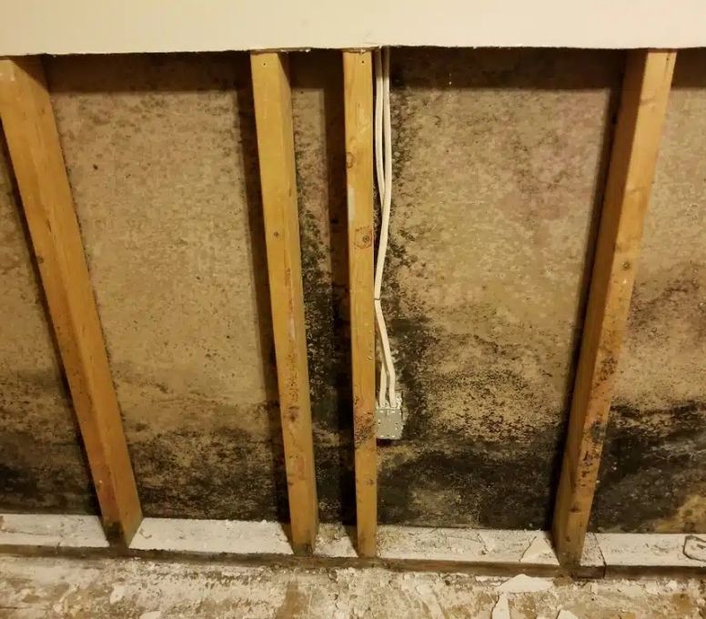 It’s Not Always Happy: The Hidden Dangers of Mold in Your Home