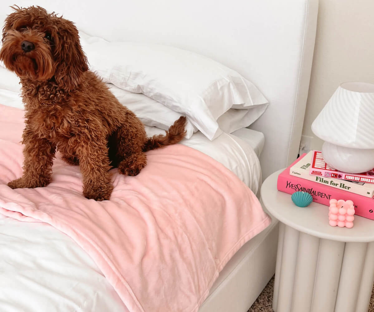 Curly brown dog sitting on a white bed with a pink blanket next to a white nightstand holding books and a white lamp.