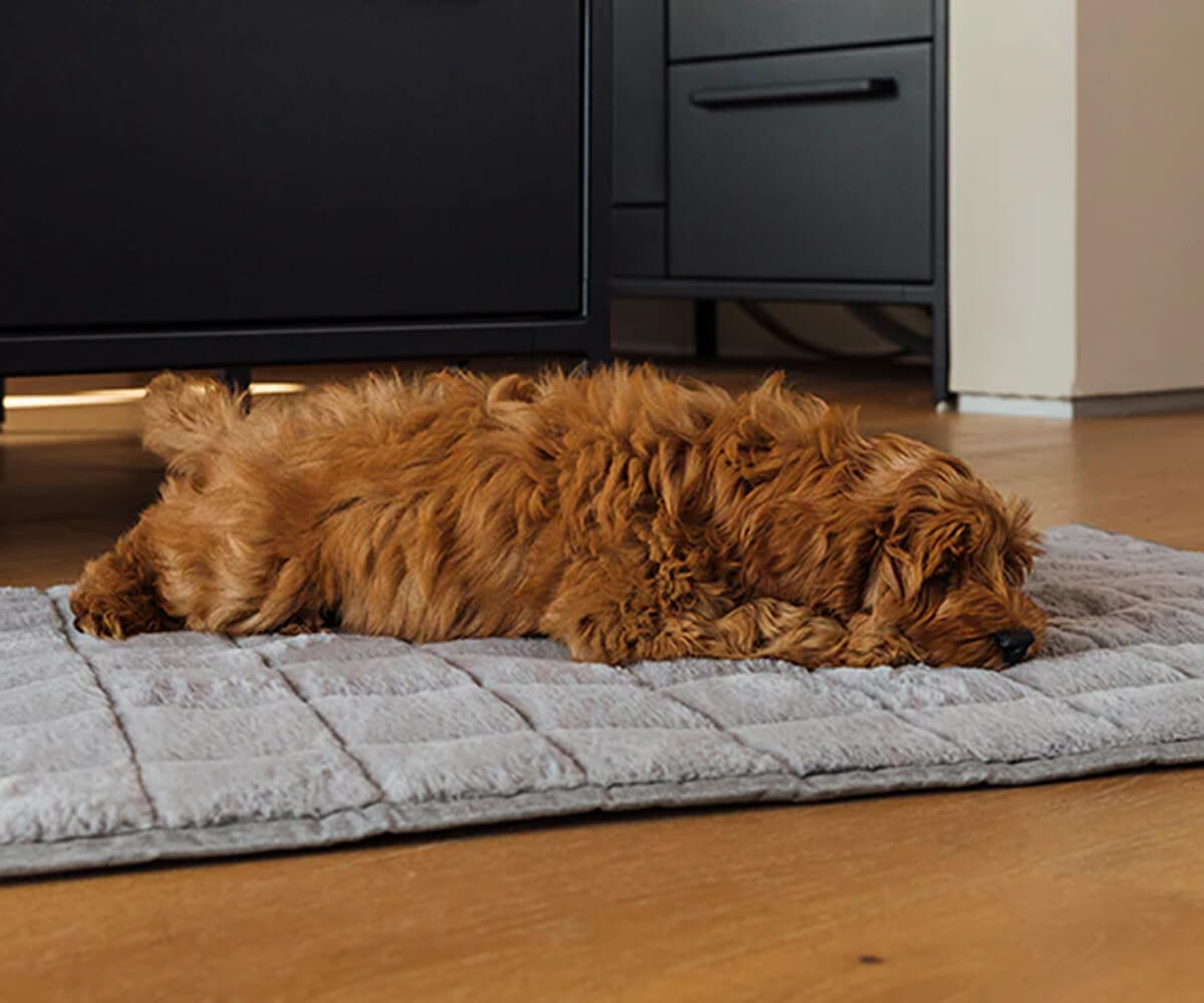Curly brown dog lying stretched out and resting on a gray quilted pet mat on a wooden floor.