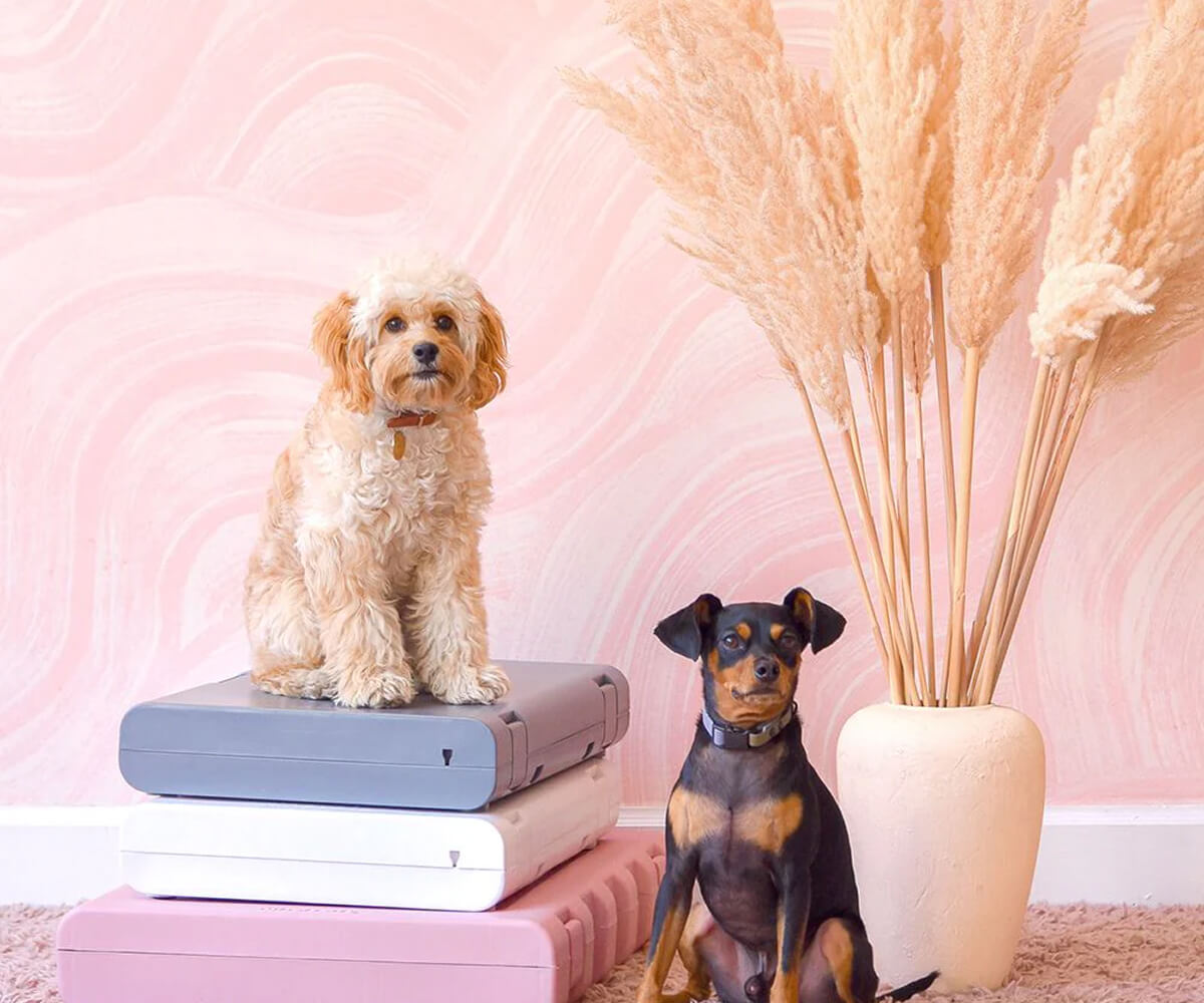 Curly light brown dog sitting on stacked pastel-colored cushions next to a small black and tan dog sitting on a pink rug with tall beige dried flowers in a vase behind them.