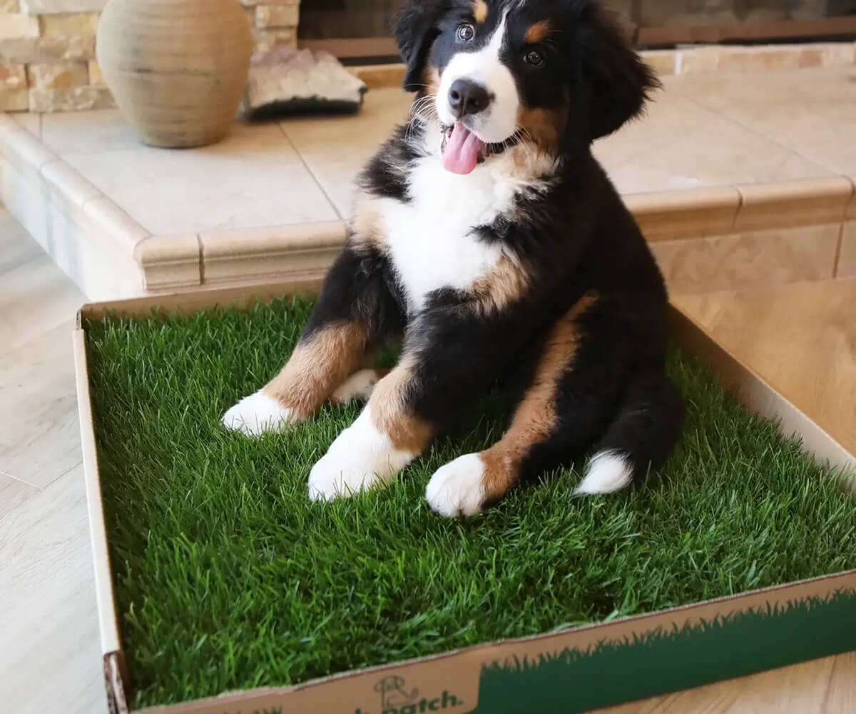 Bernese Mountain Dog puppy sitting on a patch of synthetic grass indoors with its tongue out.