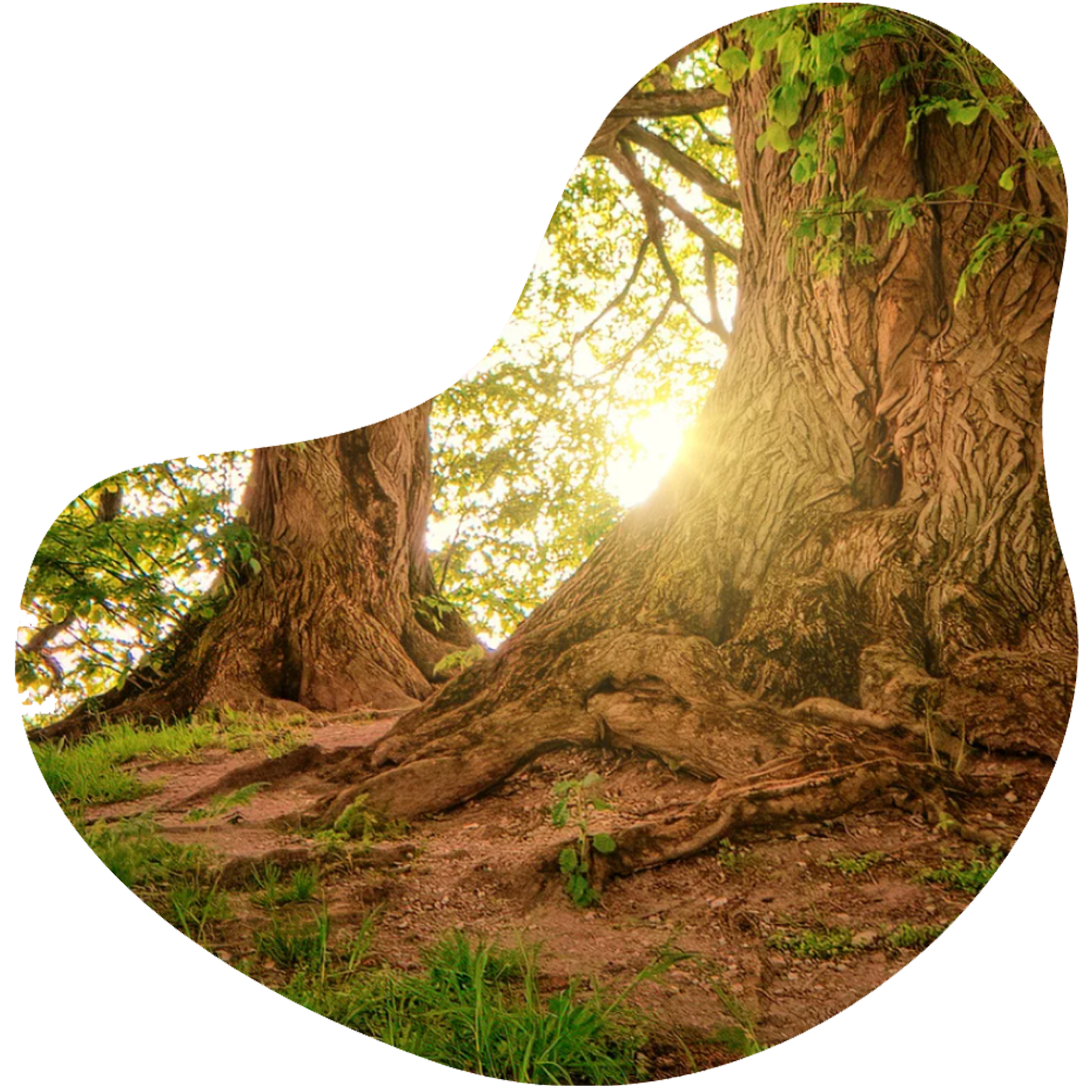 Betrayal trauma recovery program phases for nervous system regulation