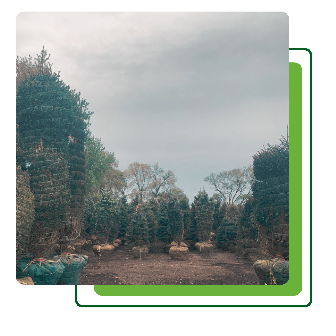 Tree sourcing and procurement