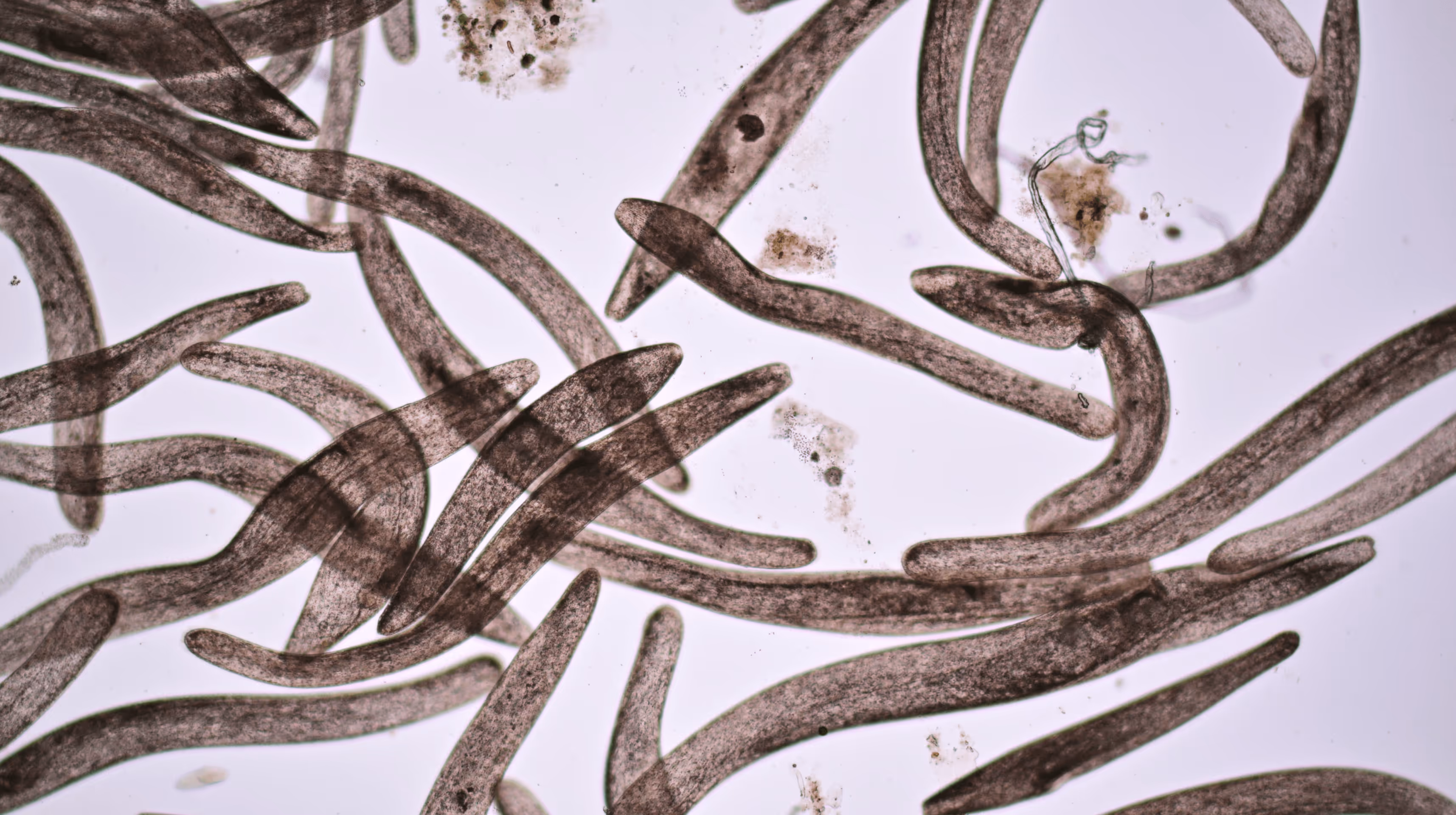 Lyme and Co-Infections