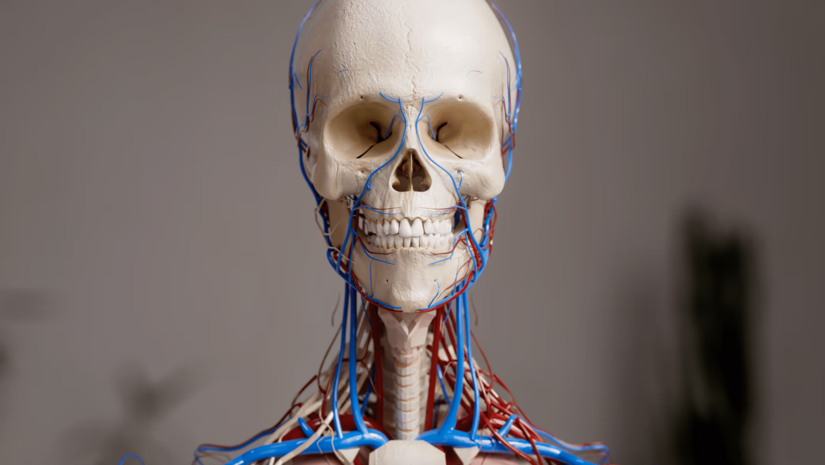 The lymphatic system