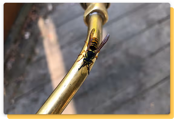 bee, wasp, hornet card image