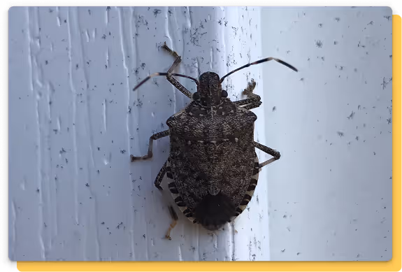 stinkbugs card image