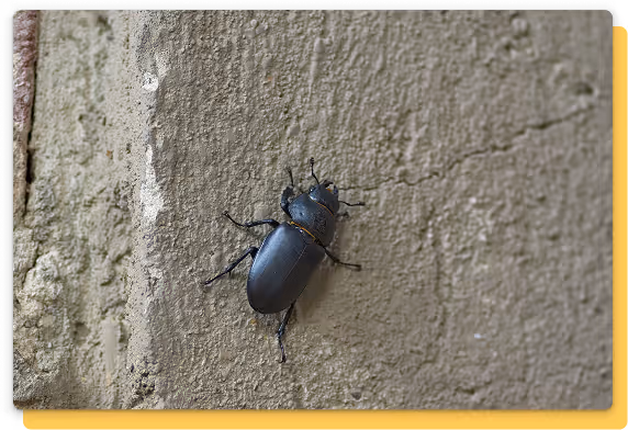 powderpost beetles card image